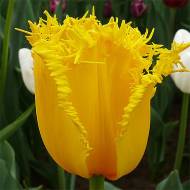 Бахромчаті